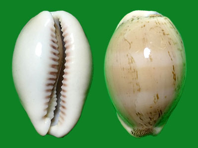 gmelin --- 冈瓦纳自然网