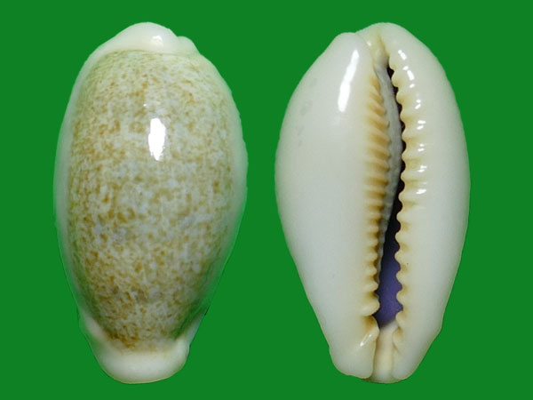 gmelin --- 冈瓦纳自然网