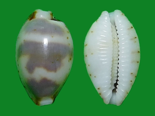 gmelin --- 冈瓦纳自然网