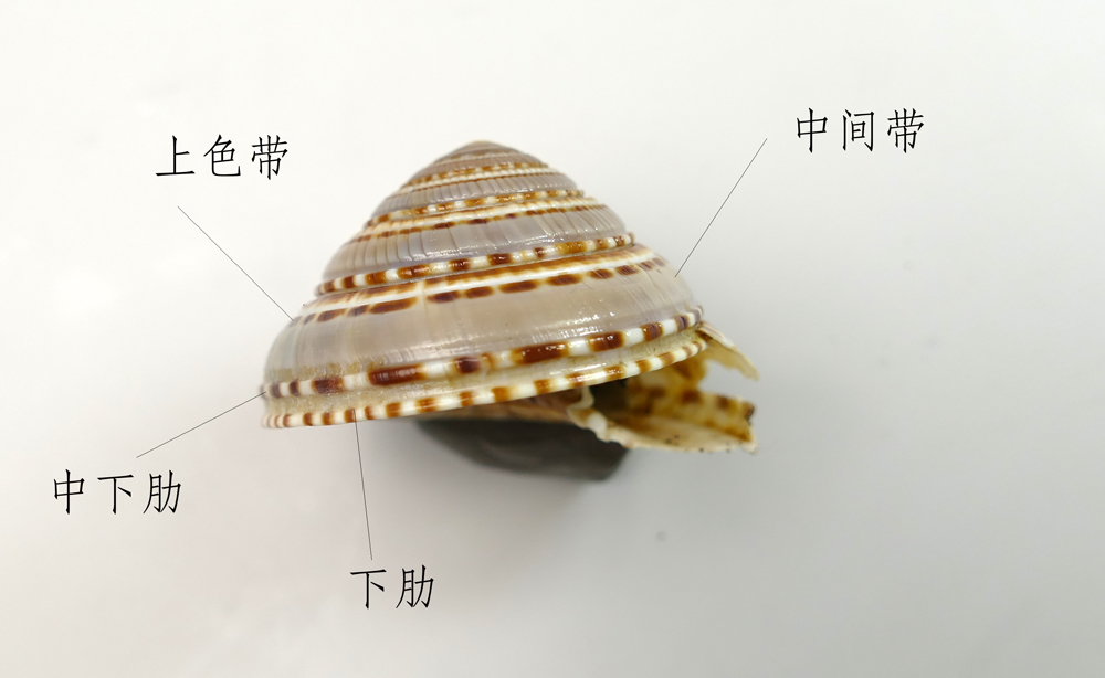 迷惑的车轮螺 --- 冈瓦纳自然网