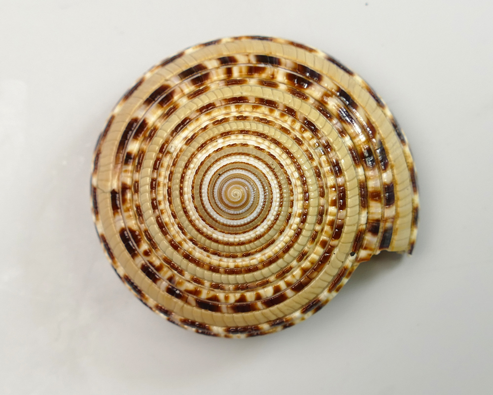 迷惑的车轮螺 --- 冈瓦纳自然网