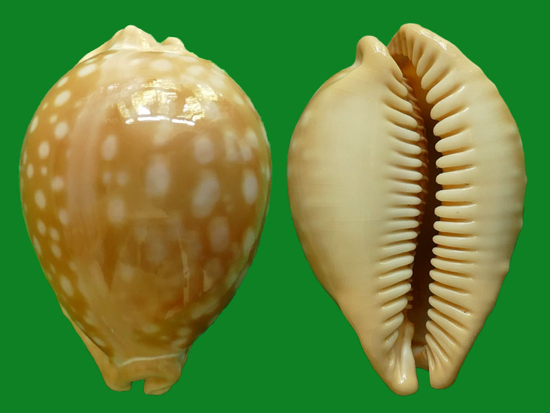 天王宝螺 --- 冈瓦纳自然网