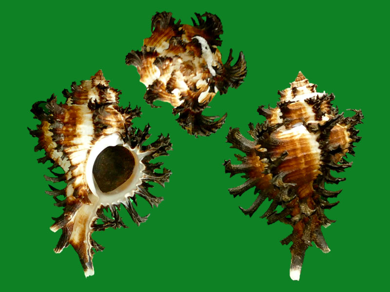 莴苣骨螺 --- 冈瓦纳自然网