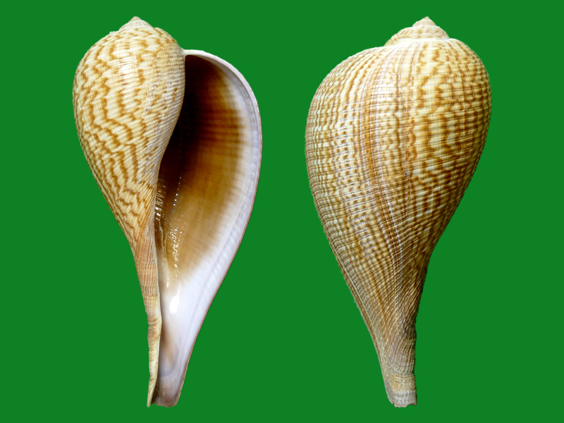 16十科贝壳十颗螺套餐