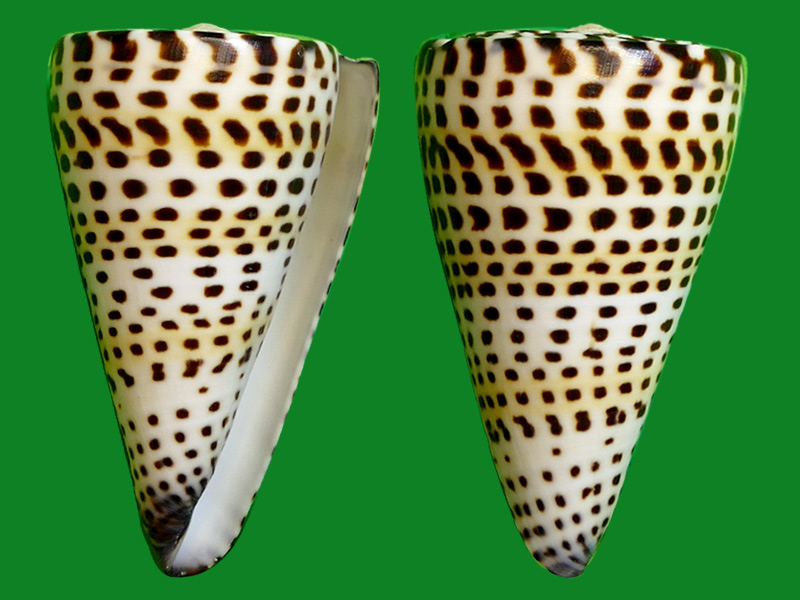 (8) 重如磐石大芋螺套餐