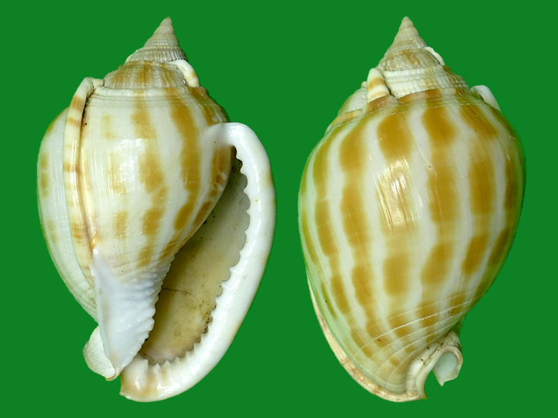 莽氏鬘螺  78-88 毫米 f  日本鬘螺,65-75 毫米,f  斑带鬘螺,40 - 50