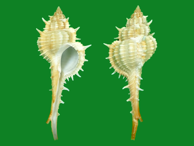 棉兰老骨螺,67-77 毫米 f  细刺骨螺 48-58 毫米 f