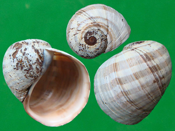 真的跟瓶子一样大的瓶螺