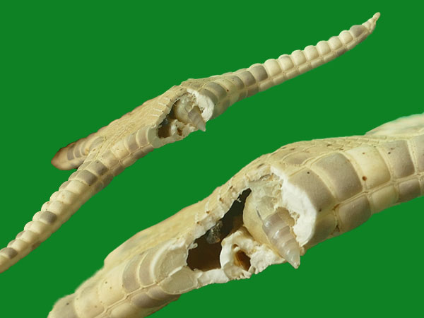 螺也能寄生,还带着壳寄生,还内寄生 --- 冈瓦纳自然网