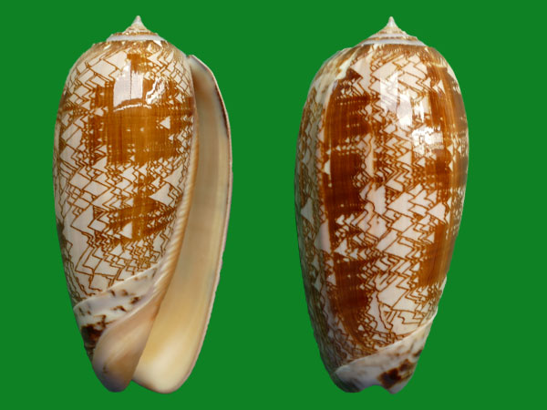 榧螺科第一名贝