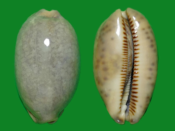 螺表面怎么有一层灰?