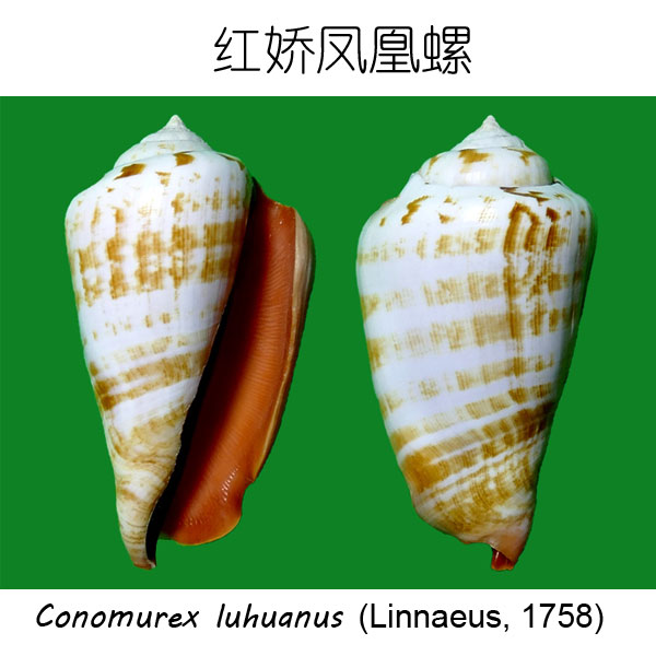 红娇凤凰螺 --- 冈瓦纳自然网