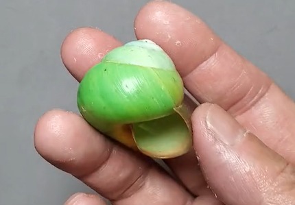 一只球 --- 冈瓦纳自然网